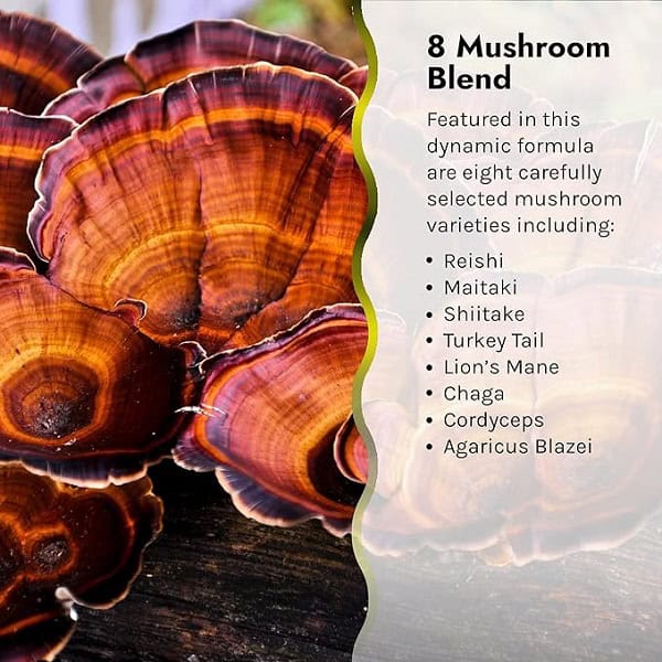 تقویت کننده سیستم ایمنی اروین نچرالز Irwin Naturals Pure Defense Mushroom-8 3 تقویت کننده سیستم ایمنی اروین نچرالز Irwin Naturals Pure Defense Mushroom-8